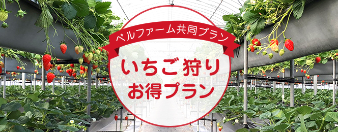松阪農業公園ベルファーム×ハッピー農園のイチゴ狩り限定プラン